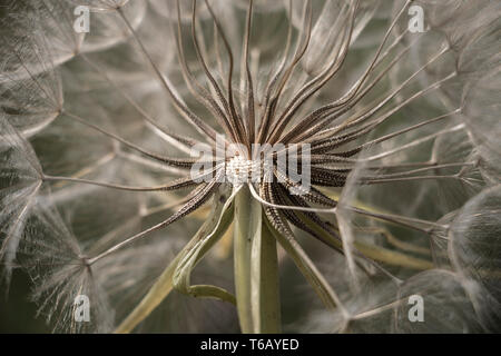 Tarassaco semi nella luce del sole di mattina di soffiatura attraverso un nuovo sfondo verde Foto Stock