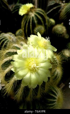 Fiori di un notocactus Notocactus (spec) Foto Stock