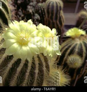 Fiori di un notocactus Notocactus (spec) Foto Stock