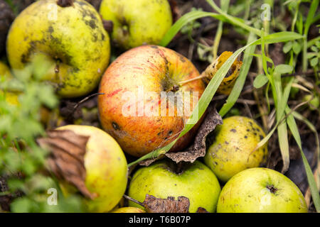 In prossimità di alcune mele windfalls in posa lo sporco Foto Stock