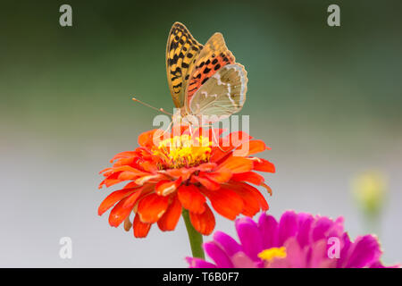 Perlamutrovka Butterfly closeup su un fiore nettare di raccolta Foto Stock