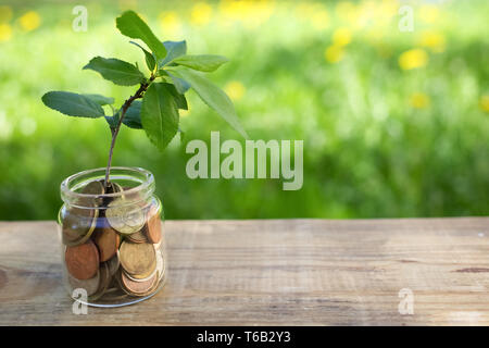 Pianta che cresce su monete il vasetto di vetro. Concetto di risparmio di denaro delle monete in euro Foto Stock