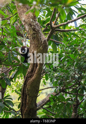 In bianco e nero lemure ruffed, Madagascar wildlife Foto Stock