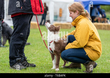 Mayfields Farm Open Day Foulsham NORFOLK REGNO UNITO Foto Stock