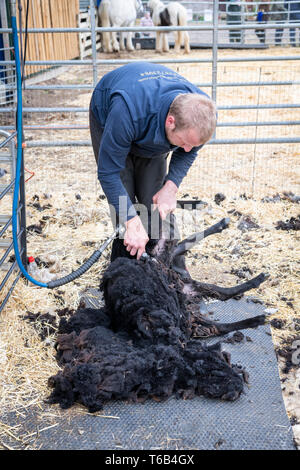 Mayfields Farm Open Day Foulsham NORFOLK REGNO UNITO Foto Stock