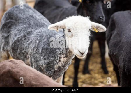 Mayfields Farm Open Day Foulsham NORFOLK REGNO UNITO Foto Stock