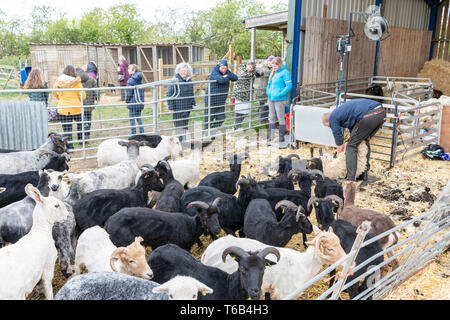 Mayfields Farm Open Day Foulsham NORFOLK REGNO UNITO Foto Stock