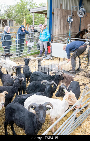 Mayfields Farm Open Day Foulsham NORFOLK REGNO UNITO Foto Stock