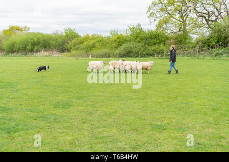 Mayfields Farm Open Day Foulsham NORFOLK REGNO UNITO Foto Stock