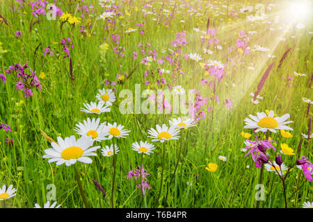 Il bellissimo panorama dei fiori che sbocciano in prato a molla con raggi solari Foto Stock