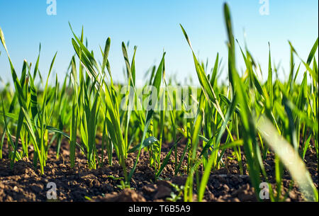 I giovani germogli di grano, primo piano. Foto Stock