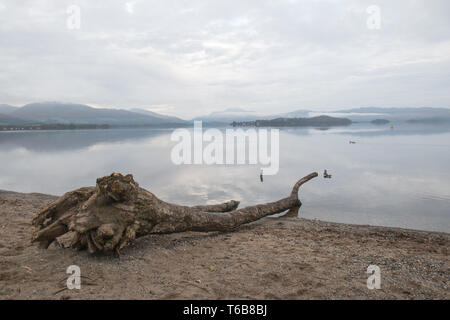 Una vista ancora, tranquilla, serale sul Loch Lomond con driftwood sulla riva, vicino a Duck Bay in Scozia, Regno Unito Foto Stock