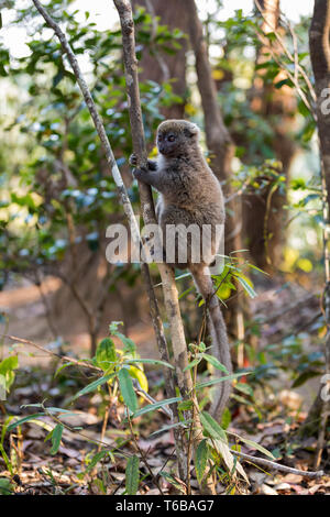 Minore orientale bamboo lemur (Hapalemur griseus) Foto Stock