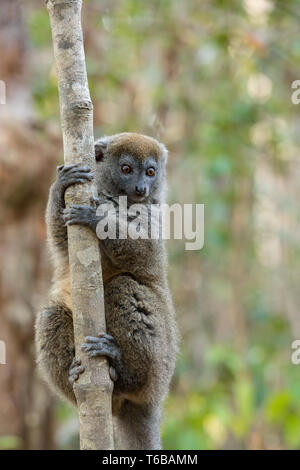 Minore orientale bamboo lemur (Hapalemur griseus) Foto Stock