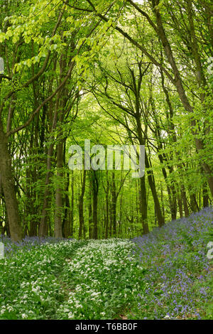 Aglio selvatico, Allium ursinum e bluebells crescendo in misto di latifoglie, boschi pubblici principalmente con il frassino, querce e alberi di nocciolo e un paio di abeti. Nord Foto Stock