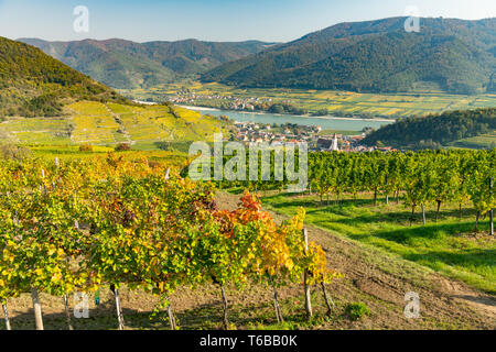 Variopinti vigneti vicino a Spitz an der Donau in autunno, cielo blu (Wachau, Austria inferiore) Foto Stock