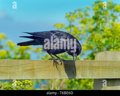 Carrion Crow Corvus corone appollaiato sulla recinzione del campo Foto Stock