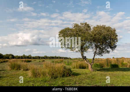 Albero solitario nella palude Briere area vicino Breca (Saint-Lyphard, Francia) in una giornata di sole in estate Foto Stock