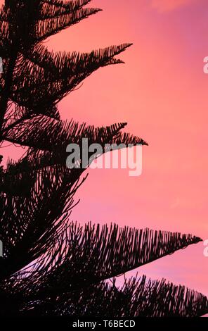 Silhouette di nero Norfolk Pine Tree (Araucaria heterophylla) crown contrastante con rosa e rosso burning sky durante il tramonto in Nuova Zelanda Foto Stock