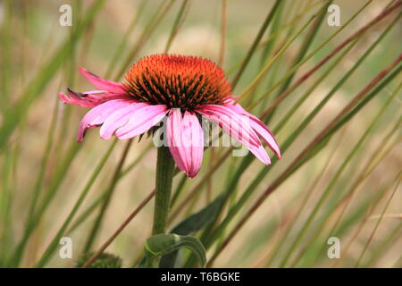 Coneflower rossa nella parte anteriore delle pale di erba Foto Stock