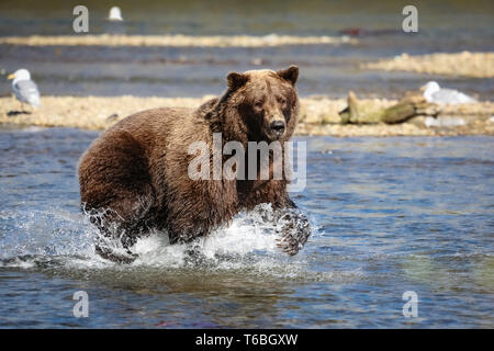 Ursus arctos horribilis, Alaskan Orso grizzly, Alaska Foto Stock