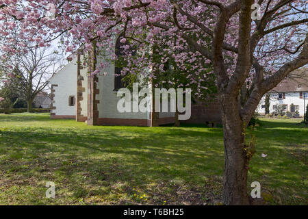 Giapponese al fiore di ciliegio (Prunus serrulata) Foto Stock