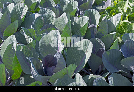 Cavolo rosso (Brassica oleracea convar capitata var. Foto Stock