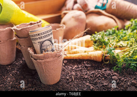 Fare profitti da prezzemolo organico agricoltura, raccolte radicata prezzemolo con rotolo di banconote americane sul suolo di giardino massa Foto Stock