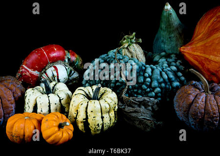 Close up di una varietà di raccolti di fresco zucche su sfondo nero. Foto Stock