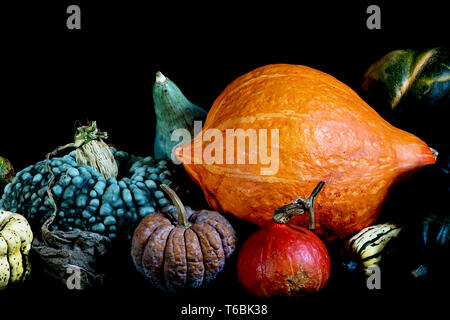 Close up di una varietà di raccolti di fresco zucche su sfondo nero. Foto Stock