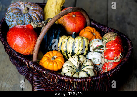 Angolo alto close up di un cesto con una varietà di raccolti di fresco zucche. Foto Stock