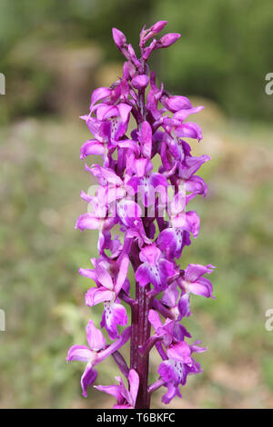 Inizio orchidea viola (Orchis mascula) a Myers riparto - Butterfly conservazione Riserva Naturale, Silverdale, Lancashire Foto Stock