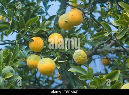 Poncirus trifoliata alberi da frutto Foto Stock