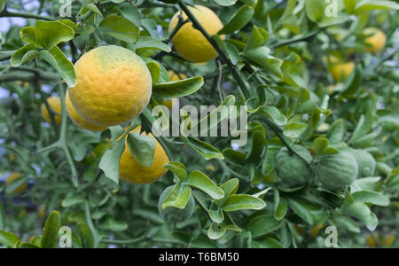 Citrus Trifoliata alberi da frutto Foto Stock