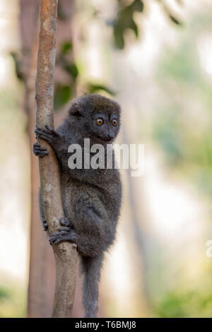 Minore orientale bamboo lemur (Hapalemur griseus) Foto Stock