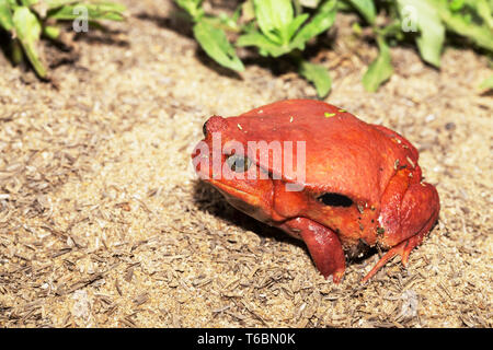 Big Red rane pomodoro, Dyscophus antongilii Foto Stock
