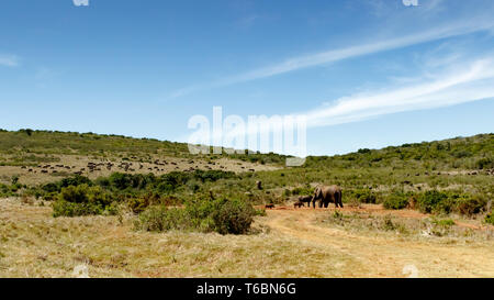 Campo pieno di bufali ed elefanti in corrispondenza del foro di irrigazione Foto Stock