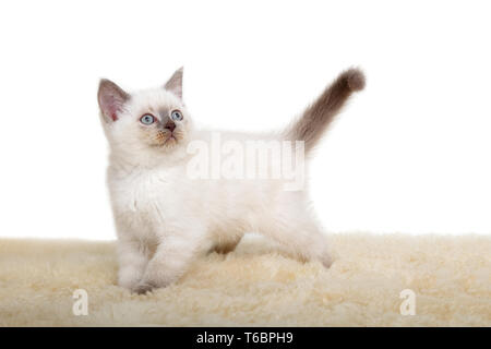 Ritratto di British Shorthair Kitten seduta, 8 settimane di età, Foto Stock