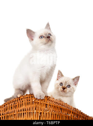 Ritratto di due British Shorthair gattini seduta, 8 settimane di età, Foto Stock