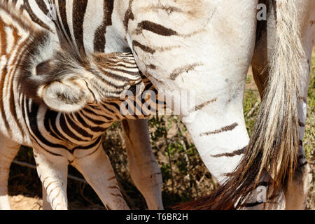 Baby Burchell's Zebra bere da MOM Foto Stock