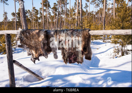 Renne essiccazione PELT. Foto Stock