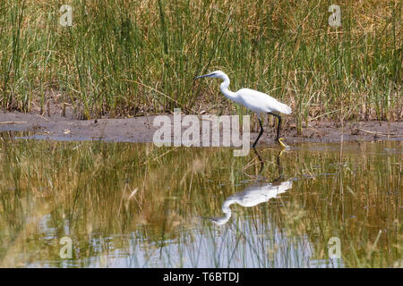 Bird Airone bianco maggiore, Okavango, Botswana, Africa Foto Stock