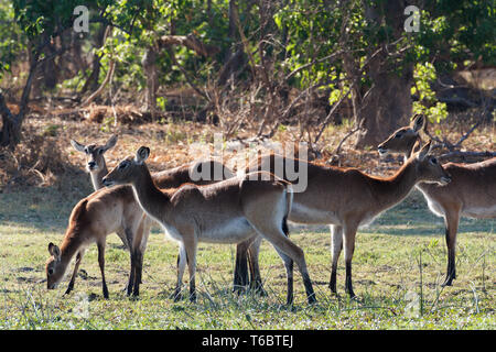 Mandria lechwe meridionale di Okavango, Botswana, Africa Foto Stock