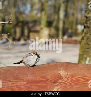 Sparrow su un recinto in primavera Foto Stock