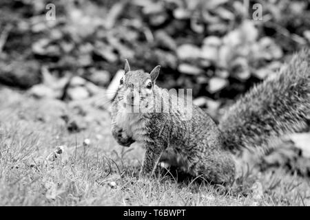 Close-up, nero-bianco foto del grigio orientale scoiattolo (Sciurus carolinensis) Foto Stock