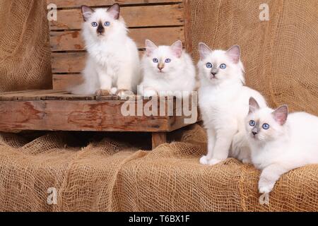 Gatto Sacri di Birmania, Birman Cat Foto Stock