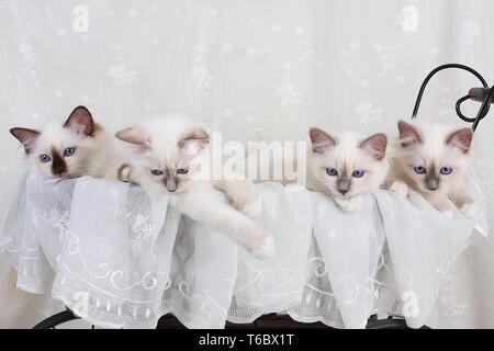 Gatto Sacri di Birmania, Birman Cat Foto Stock