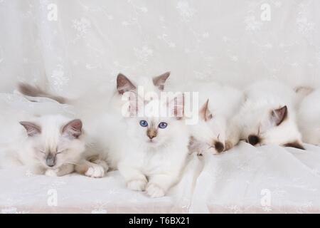 Gatto Sacri di Birmania, Birman Cat Foto Stock