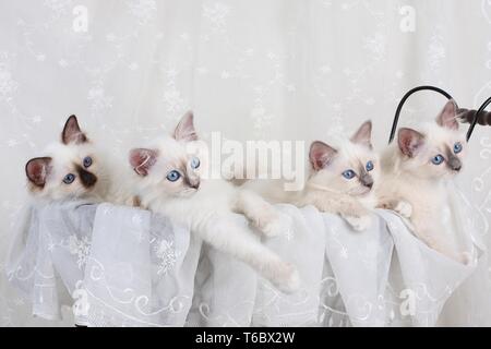 Gatto Sacri di Birmania, Birman Cat Foto Stock