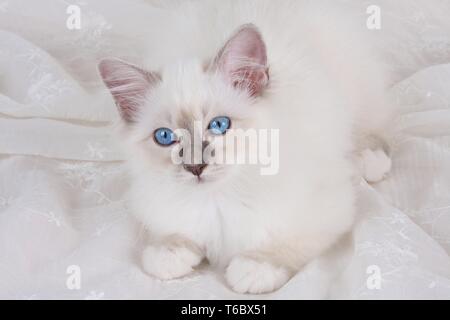 Gatto Sacri di Birmania, Birman Cat Foto Stock